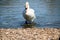 A view of a Mute Swan on the water