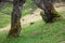 View of mysterious big tree with green moss in a deep green. Calm and wild nature concept. Forest landscape.