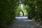 The view of natural arcade over the asphalt road.