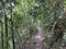 View of a natural hiking route in the dense rainforest of Malaysia