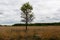 View on a natural landscape with a tree in the middle in crosswise