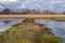 View of the natural reserve Bosco di Tanali in the marshes of Bientina, Pisa, Italy