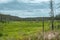 View of nature recovering from a forest fire