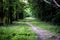 View of the Nature Trail In Lake Martin Louisiana