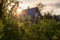 view of nettles and a beautiful sunset in the background