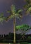 View of night palm tree