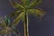 View of night palm tree