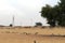 View of the nomadic lifestyle in Thar desert, Jaisalmer