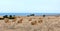 View of Northern Cyprus. The nature of the Mediterranean. A round bale of straw for animal feed. Forage for livestock. Agriculture