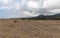 View of Northern Cyprus. The nature of the Mediterranean. A round bale of straw for animal feed. Forage for livestock. Cyprus