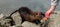 View of nutria by the river on a stone, male hand holding a carrot and feeding the nutria