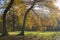 View on Oak trees in autumn