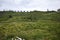 View od the alpine meadow at Alp Grum