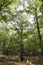 View of in an old green forest of chestnut trees