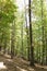 View of in an old green forest of chestnut trees