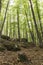 View of in an old green forest of chestnut trees