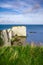 A view of Old Harry Rock`s on the Jurassic Coast in Dorset on a windy summer`s day with motion blurred grass in the foreground