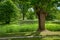 View of old park full of trees with tracery bridge