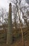 View of an old stone chimney in a ruined mill surrounded by trees against a blue cloudy sky in the Colden Valley west yorkshire