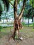 View of old tree in the middle of a binjai city park