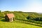 View on an old wooden hut in the vineyard, Southern Styria Austria