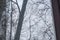 View through old wooden window on trees with no leaves and dull winter sky