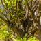 A view of the oldest tree in Bridgetown, Barbados