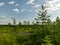 View of Oleri bog, bog footpath and observation tower