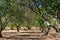 View of an olive orchard in summer