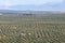 View of olive tree fields with Cazorla mountains in the background in Baeza village, Jaen, Andalusia, Spain