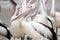 View of one Australian pelican amongst many.