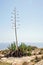 View of one blooming agave plant