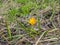 View of one yellow crocus