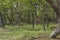 A view into an open forest area with many oak trees on the sloping dunes in the Amsterdamse Waterleidingduinen