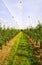 View on open greenhouse for growth of young apple trees on fruit plantation against blue sky in summer