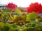 View from an open window to a box with blooming red zone geraniums. Green shaggy leaves of strong pelargonium. Morning