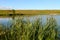 View of the opposite shore of the lake through a thicket of plants on a evening