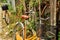 View on the orange bicycles near to old broken wooden fence with curly plant.