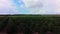 View of orange grove farm field. Timelapse video