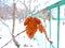 View of orange leaf with snowflakes