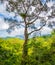 view of organic spice plantation landscape in Costa Rica