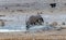 A view of an Oryx drinking at a waterhole in the morning in the Etosha National Park in Namibia