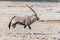 A view of an Oryx in the morning in the Etosha National Park in Namibia