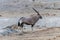 A view of an Oryx beside a waterhole in the morning in the Etosha National Park in Namibia