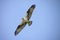 A view of an osprey and the wings from the underside show the beautiful pattern of the feathers.