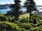 A view on Otago harbour on the South Island of New Zealand with two large trees on the foreground in the afternoon