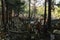 View of the outdoor cemetery in Fushimi Inari Taisha Shrine in Japan