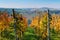 View over autumn vineyards near the river Elbe in Saxony