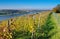 View over autumn vineyards near the river Elbe in Saxony