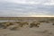 View over a beach covered in European Marram Grass, Ammophila arenaria with a colorful cloudscape due to the sunset